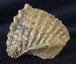 Scaphotrigonia navis (LAMARCK 1819) - Bild &copy; FossNet FossilienStore